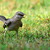 Northern Mockingbird