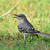 Northern Mockingbird_2