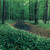 Lesní panorama