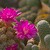 Květ kaktusů