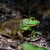 Green Frog