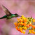 kolibřík skvostný