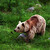 Ruský medvěd