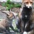 London foxes