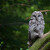 Puštík bělavý (STRIX URALENSIS)