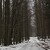 Lesní cestou