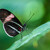 motýl z Fata Morgany