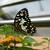 Papilio demoleus I.