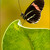 Heliconius erato