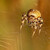 Araneus quadratus