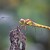 Vážka rumělková (asi)