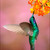 kolibřík zelený