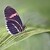 Heliconius erato