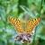 Argynnis aglaja