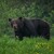 Medvěd hnědý - Ursus arctos