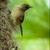 Bulbul