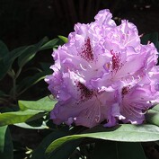 Rhododendron...