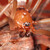 Steatoda grossa