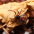 Steatoda bipunctata