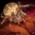 Araneus diadematus♀