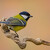 Parus major