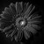 Gerbera b&w