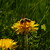 Apis et Taraxacum officinale