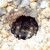 Slíďák břehový (Arctosa cinerea)