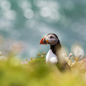 Atlantic puffin (Fratercula arct