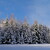 Panorama lesa v zimě