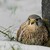 Poštolka obecná (Falco tinnuncul