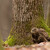 Káně lesní (Buteo buteo)