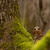 Káně lesní (Buteo buteo)