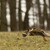 Káně lesní (Buteo buteo)