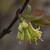 květy kamčatských borůvek