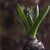 než rozkvete hyacint