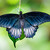 Great Blue Mormon