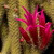 květy a poupátka kaktusu