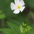 Veternica "kanadska" (Anemone canadensis)