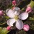 Symetrie jabloňových květů