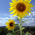 slunečnice
