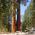 sequoia  (druhy pokus)