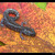 Blue-spotted Salamander