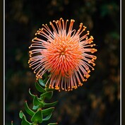 Protea