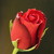 Růže "Valentinská"