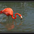 Caribbean Flamingo