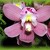 Orchidea