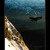 Free as a bird