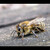 Včela (ale zdá se mi, že ne medosnosná)