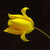 Tulipa silvestris - Tulipán lesní